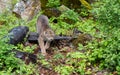 Young Canada Lynx on the Prowl Royalty Free Stock Photo