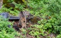 Young Canada Lynx on the Prowl Royalty Free Stock Photo