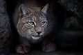 Lynx is a big cat sitting on the ground and ironically looking s Royalty Free Stock Photo