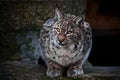 Lynx is a big wild cat ironically looking, dark background Royalty Free Stock Photo