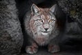 Lynx is a big wild cat ironically looking, dark background Royalty Free Stock Photo