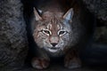 Lynx is a big wild cat ironically looking, dark background Royalty Free Stock Photo