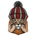 Lynx, bobcat, trot portrait. Head of wild cat. Animal face. Knitted wool winter hat. Royalty Free Stock Photo