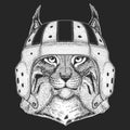 Lynx, bobcat, trot portrait. Rugby leather helmet. Head of wild cat. Animal face. Royalty Free Stock Photo