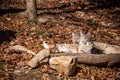 A unbreakable bond between a lynx and a bobcat