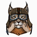 Lynx, bobcat. Wild cat. Vector portrait of cat head. Royalty Free Stock Photo