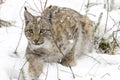 A lynx in the Bohemian Forest