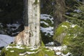 A lynx in the Bohemian Forest