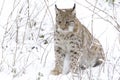 A lynx in the Bohemian Forest