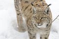 A lynx in the Bohemian Forest