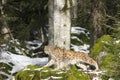 A lynx in the Bohemian Forest