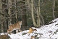 A lynx in the Bohemian Forest