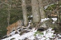 A lynx in the Bohemian Forest