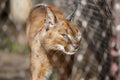 Lynx in a cage. Concept: keeping wild animals in captivity Royalty Free Stock Photo