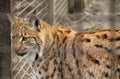 Lynx in captivity