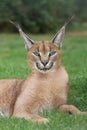 Lynx or Caracal Wild Cat Royalty Free Stock Photo