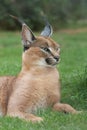 Lynx or Caracal Wild Cat