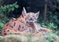 Lynx cat kittens playing Royalty Free Stock Photo