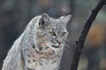 Lynx with Pointy Ears Royalty Free Stock Photo