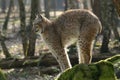 Lynx - cat's arched back