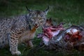 Lynx, close-up detail of catch doe kill, Spain wildlife. Iberian lynx, Lynx pardinus, wild cat endemic to Iberian Peninsula in