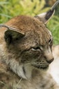 Lynx close-up