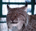 Lynx close up head