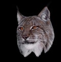 Lynx close up head isolated on black