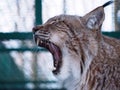 Lynx close up with opened mouth