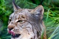 Lynx Close Up Portrait