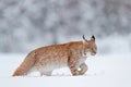 Lynx in cold condition. Snowy forest with beautiful animal wild cat, Poland. Eurasian Lynx running, wild cat in the forest with