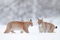 Lynx in cold condition. Snowy forest with beautiful animals, wild cats, Germany. Two Eurasian Lynx running, in the forest with Royalty Free Stock Photo