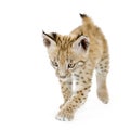 Lynx cub (2 mounths) Royalty Free Stock Photo