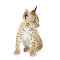 Lynx cub (2 mounths) Royalty Free Stock Photo