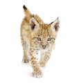 Lynx cub (2 mounths) Royalty Free Stock Photo