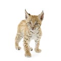 Lynx cub (2 mounths) Royalty Free Stock Photo