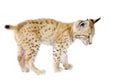 Lynx cub (2 mounths) Royalty Free Stock Photo