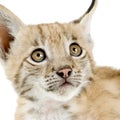 Lynx cub (2 mounths) Royalty Free Stock Photo