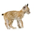 Lynx cub (2 mounths) Royalty Free Stock Photo