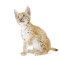 Lynx cub (2 mounths) Royalty Free Stock Photo