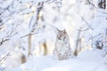 Lynx cub in the cold winter forest Royalty Free Stock Photo