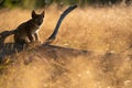 Lynx cub on fallen tree trunk in the golden morning light with yellow grass Royalty Free Stock Photo