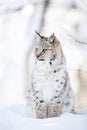 Lynx cub sits in the cold snow Royalty Free Stock Photo