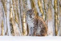 Lynx cub in winter. Eurasian lynx, Lynx lynx, sits in snowy birch forest and licks on nose. Frozen trees in background. Royalty Free Stock Photo