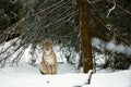 Lynx cub in winter forest. Young Eurasian lynx, Lynx lynx, sits under snowy spruce. Beautiful wild bobcat in nature. Cute animal Royalty Free Stock Photo