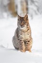 Lynx cub in winter. Young Eurasian lynx, Lynx lynx, sits in snowy forest. Beautiful wild bobcat in nature. Cute animal. Royalty Free Stock Photo