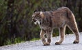 Lynx in Denali National Park Royalty Free Stock Photo