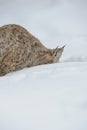 Lynx Digging in Snow.