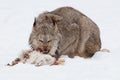 Lynx eating a rabbit