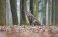 Lynx, Eurasian Lynx, Lynx lynx Royalty Free Stock Photo